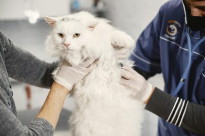 Guia Completo de Cuidados Essenciais para a Saúde e Bem-Estar de Gatos