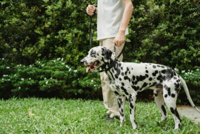 Equilíbrio Total: Dicas para Hábitos Saudáveis e Sustentáveis na Saúde do Seu Pet