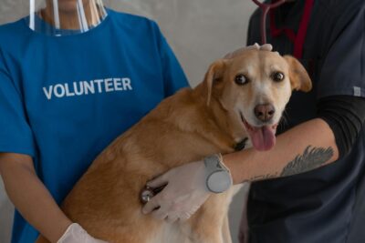Cuidados Essenciais para Pets: Dicas de Saúde e Bem-Estar em Cuiabá