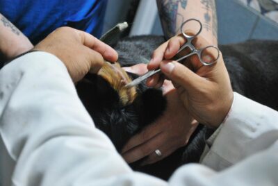 Dicas de Saúde Preventiva para Pets: Garantindo o Bem-Estar Animal em Cuiabá