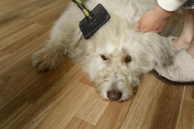 Como Escolher Agasalhos Confortáveis e Saudáveis para Pets
