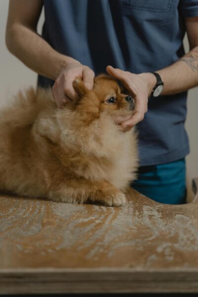 Cuidados de Saúde para Cães: Dicas Essenciais para Garantir o Bem-Estar do Seu Melhor Amigo