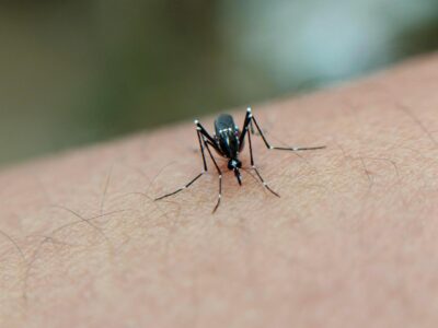 Como Evitar a Dengue e Proteger sua Família: Dicas de Prevenção e Sintomas