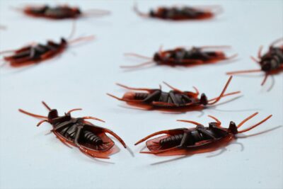 Prevenção de Pragas: Dicas Essenciais para Manter seu Lar Livre de Infestações