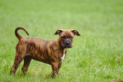 Como garantir a saúde do seu cão: guia completo
