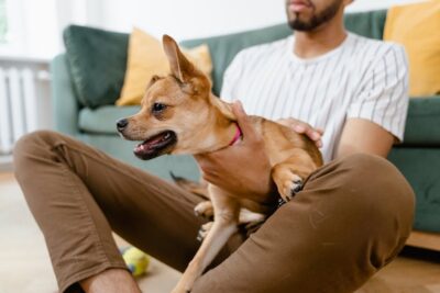 Como garantir a segurança do seu pet em casa: guia completo