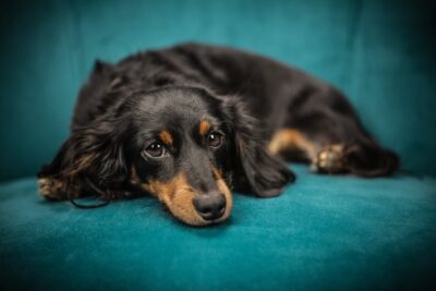 Como Prevenir Envenenamentos em Animais: Guia Completo