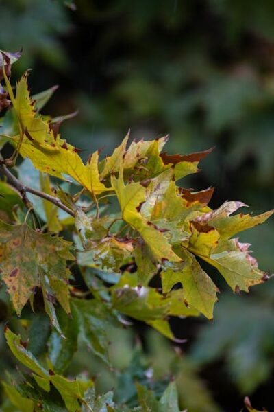Como a Melatonina Gotas Pode Melhorar Seu Bem-Estar e Aumentar a Qualidade de Vida